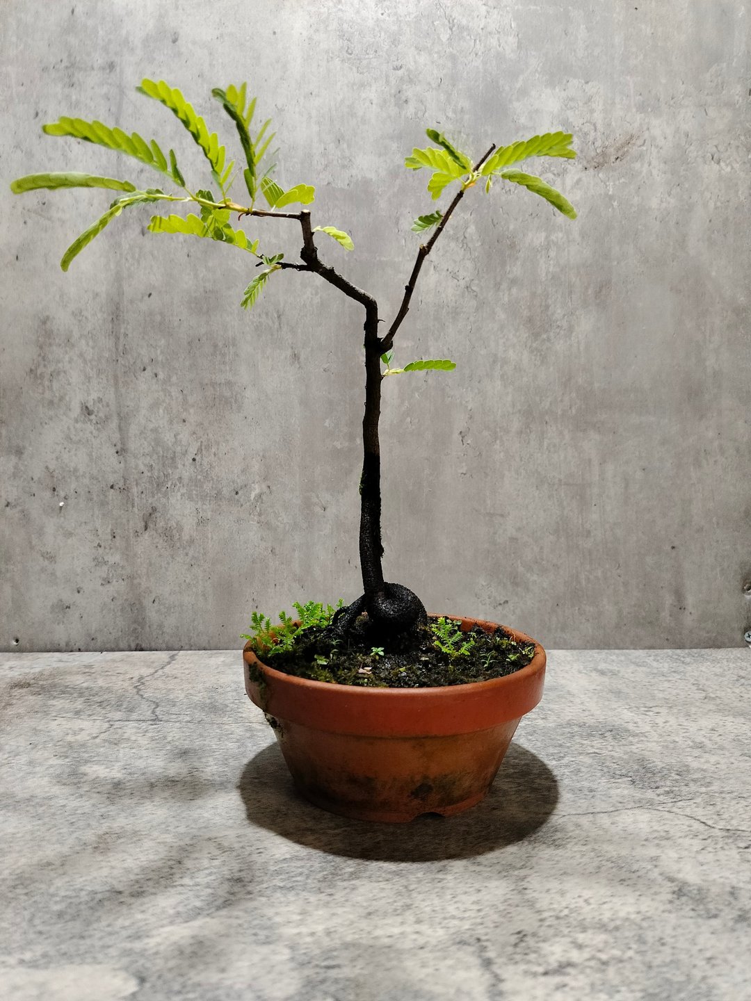 陶盆罗望子   植物 盆栽 - 植栽/盆栽 - 植物．花 