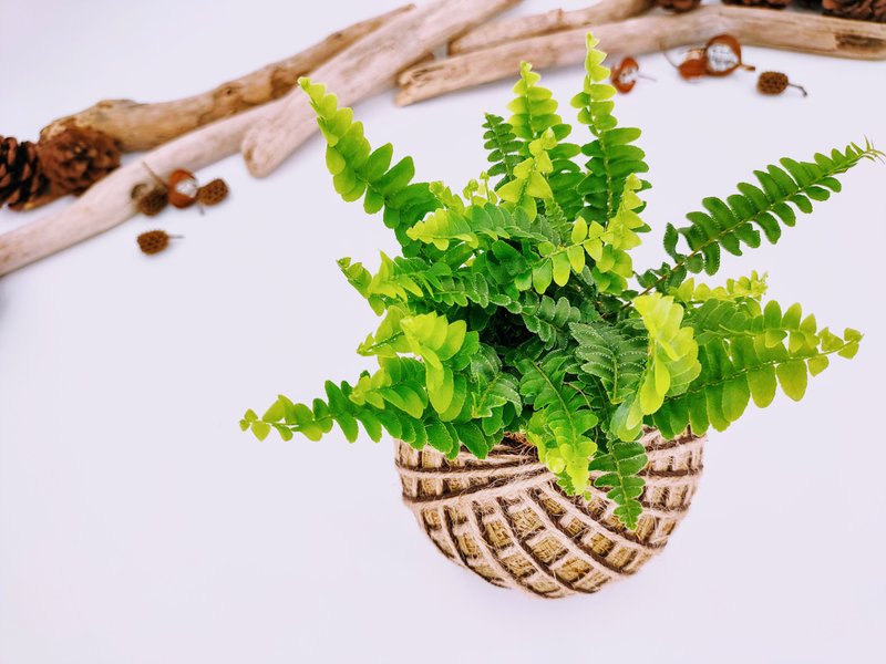 迷你波士顿肾蕨苔球│板植│室内植物│窗边植物│观叶植物 - 植栽/盆栽 - 植物．花 绿色