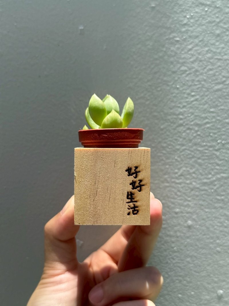 迷你松木磁铁盆栽 手写系列 好好生活 - 植栽/盆栽 - 木头 咖啡色