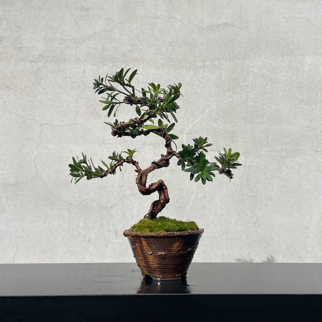 小品盆栽 - 珍珠罗汉松 原株无嫁接 盆景 - 植栽/盆栽 - 植物．花 