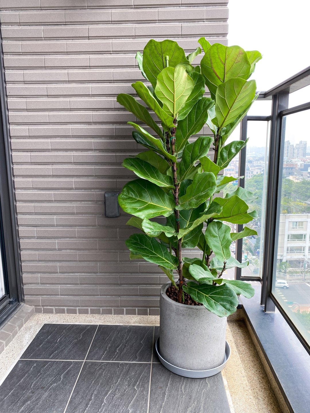 【中高光植栽】闲琴逸致 • 琴叶榕 |三枝| 清水模直筒盆 - 植栽/盆栽 - 植物．花 