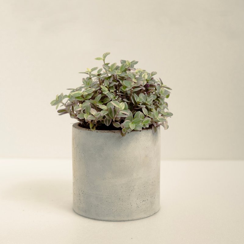 胭脂云│泥作系列│福所栽 - 植栽/盆栽 - 水泥 粉红色