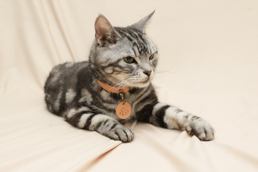 【双人95折】DIY宠物项圈_猫狗项圈(免费刻字)_欢迎团体包场 - 皮件 - 真皮 