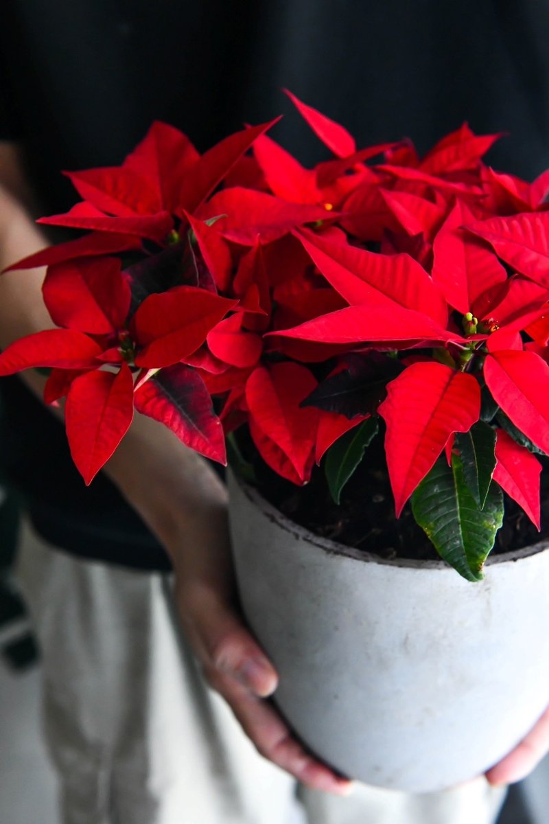 圣诞红 - 植栽/盆栽 - 植物．花 红色