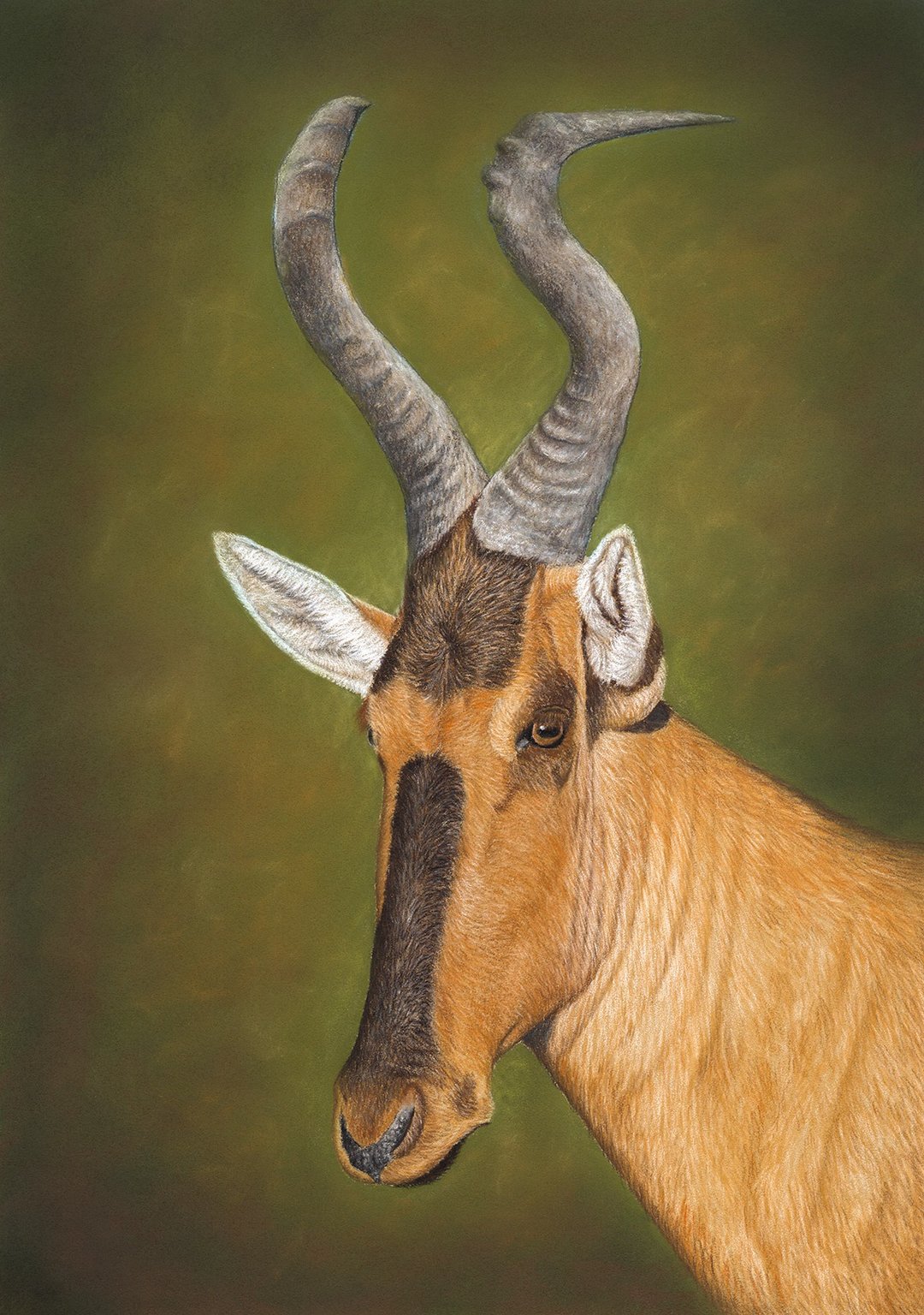 Original pastel drawing Red hartebeest - 海报/装饰画/版画 - 其他材质 橘色