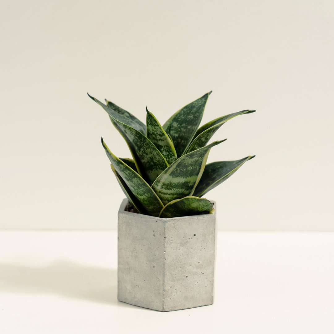 金刚虎尾兰│泥作系列│福所栽 - 植栽/盆栽 - 水泥 绿色