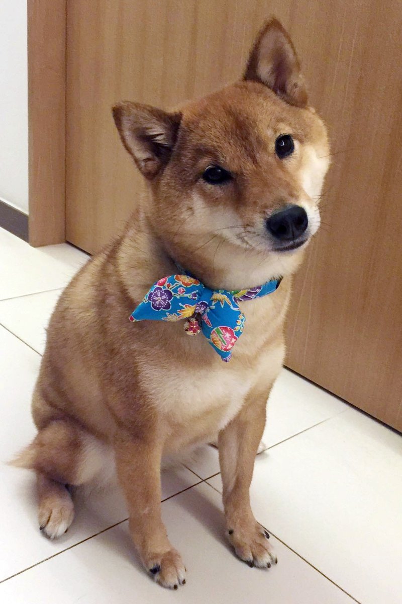 日本花纹蝴蝶形项圈  猫狗颈带 S size - 项圈/牵绳 - 棉．麻 多色