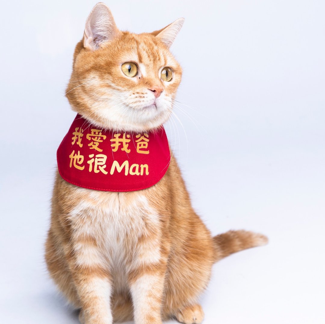 宠物国民领巾系列 | 我爱我爸他很man | - 衣/帽 - 棉 红色
