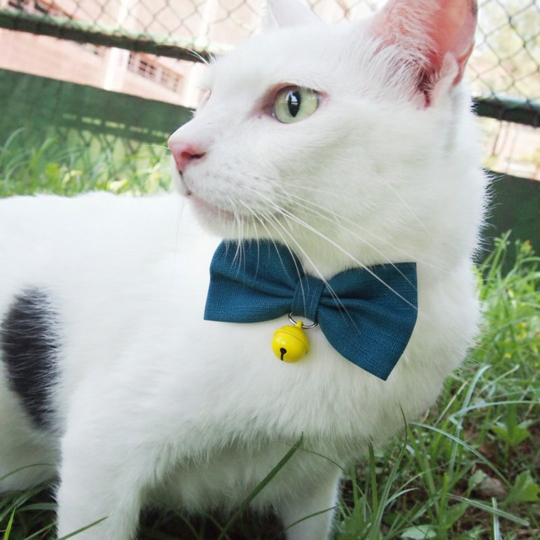 苍蓝色 蝴蝶结宠物装饰项圈 猫咪 小型犬 迷你犬 - 项圈/牵绳 - 棉 蓝色