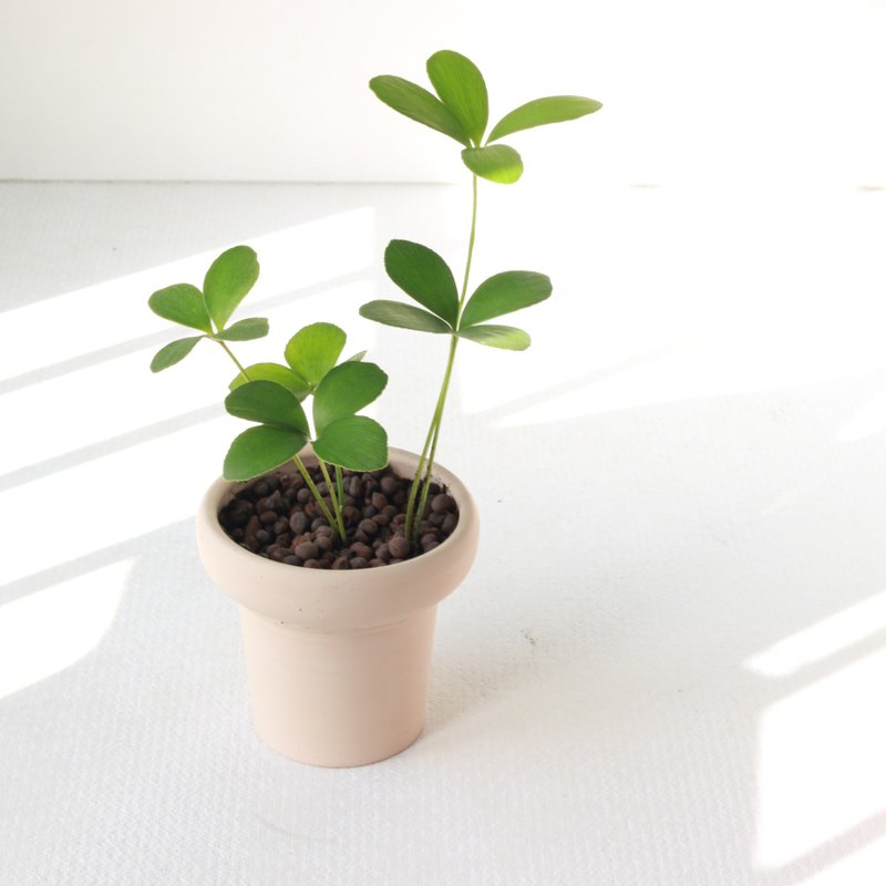 植栽 盆栽 l 幸运铁树  冰淇淋杯陶盆 太可爱四片叶  低光源也行 - 植栽/盆栽 - 陶 
