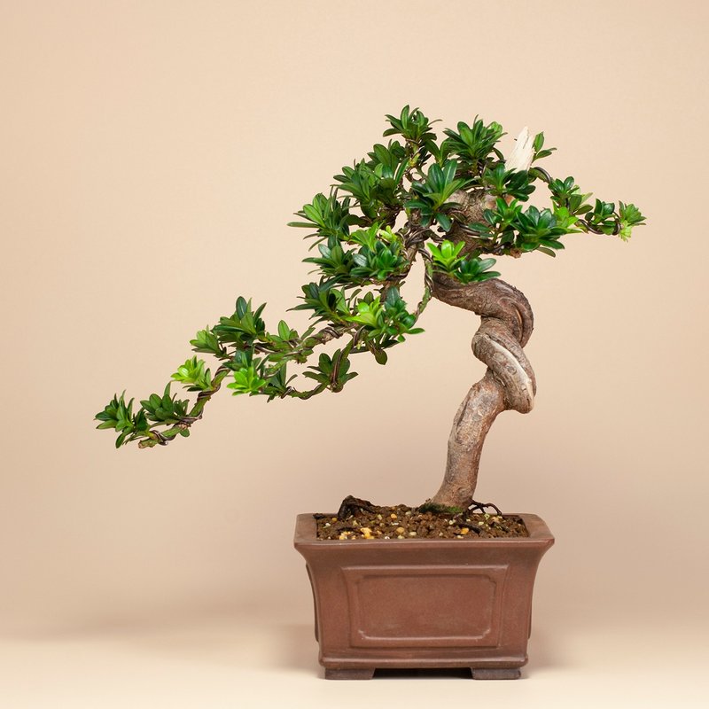 【空间摆设】禅意盆栽 送礼推荐 雅致盆栽 - 植栽/盆栽 - 植物．花 