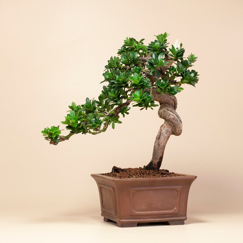 【空间摆设】禅意盆栽 送礼推荐 雅致盆栽 - 植栽/盆栽 - 植物．花 