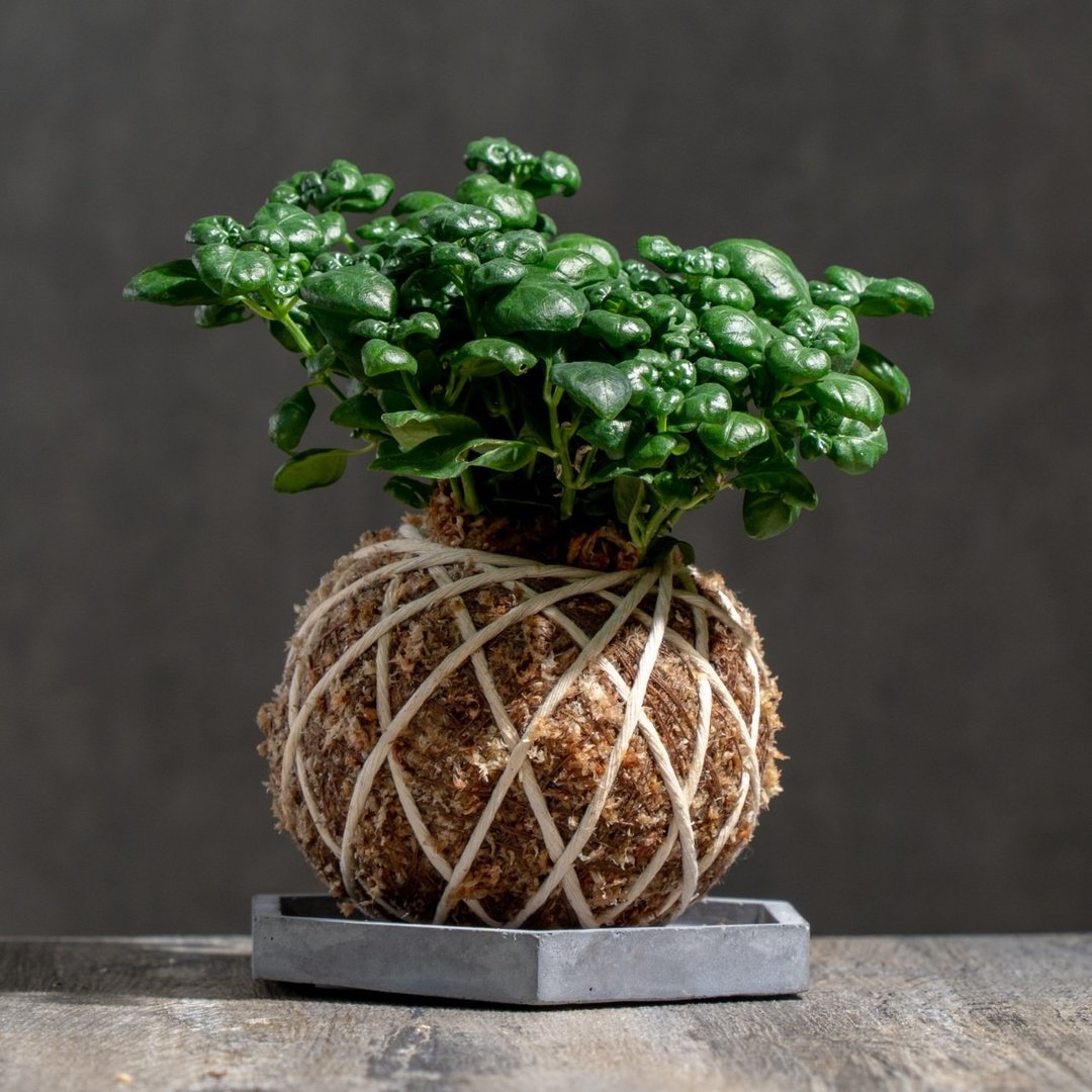 弹簧草苔球 苔球植物 苔玉 室内植物 办公室植物 交换礼物 - 植栽/盆栽 - 植物．花 