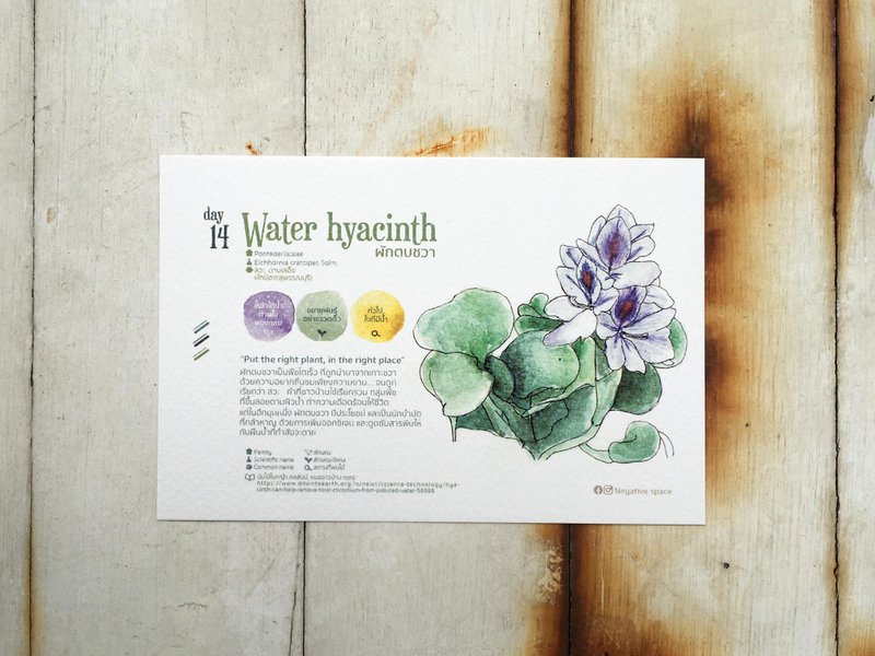 在地花卉明信片 - 第14天 将对的植物种在对的地方 - 卡片/明信片 - 纸 