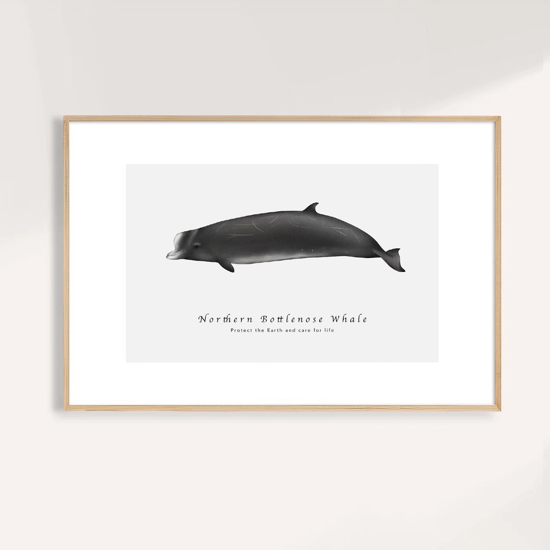 北瓶鼻鲸 Northern Bottlenose Whale / 海洋动物插画挂画 - 海报/装饰画/版画 - 纸 