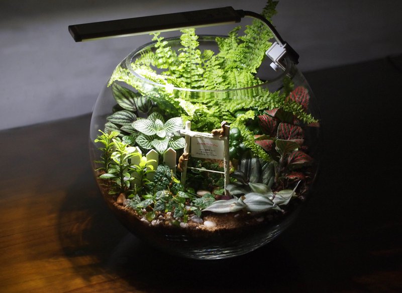 微景。观世界系列 |  森之晶球 - 植栽/盆栽 - 玻璃 