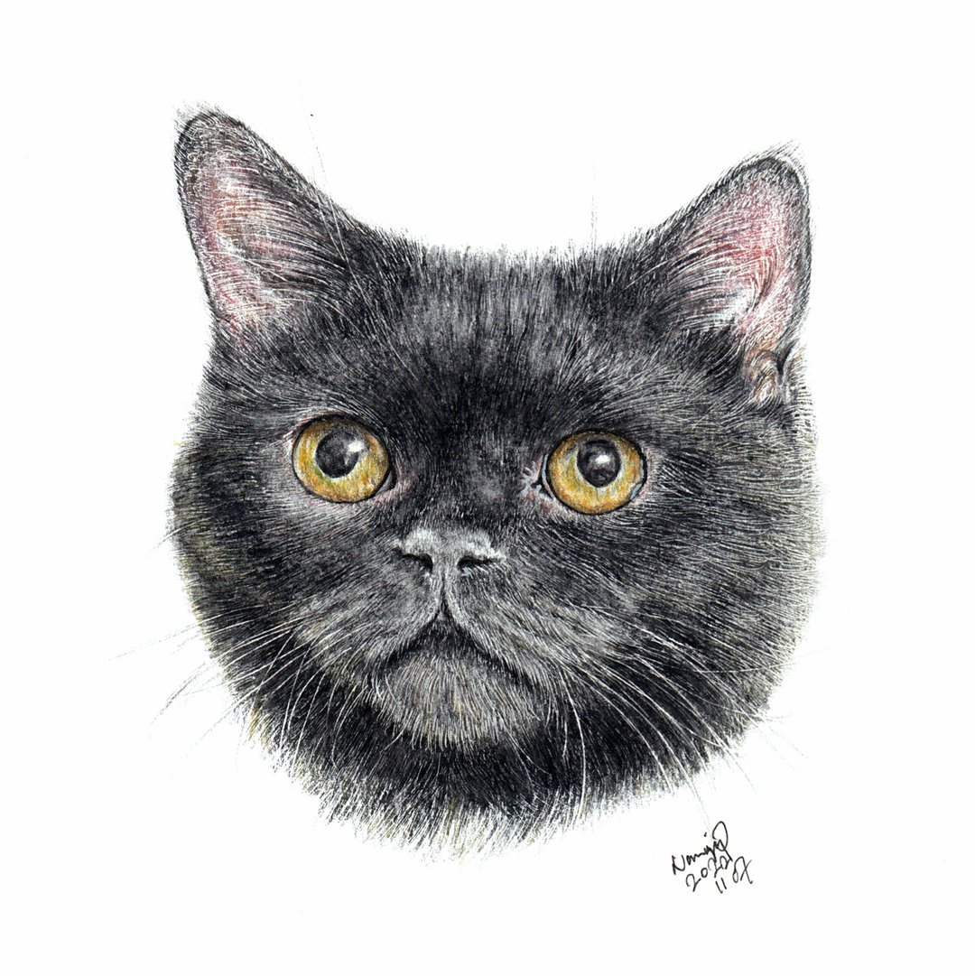 【定制】宠物手绘 | 黑猫 | 肖像 | 似颜绘 | 画 | 猫 - 其他 - 纸 