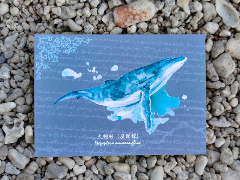 渲舞鲸彩 水彩鲸鱼明信片 - 卡片/明信片 - 纸 蓝色