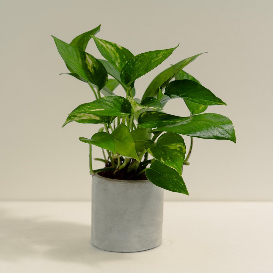 黄金葛│泥作系列│福所 - 植栽/盆栽 - 水泥 