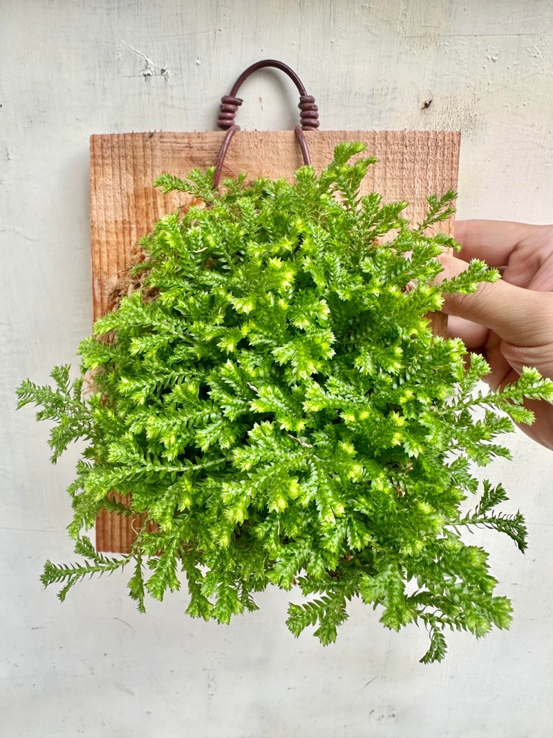 【卷柏】植物上板  室内摆饰 开幕送礼 观叶植物 室内植物 - 植栽/盆栽 - 植物．花 