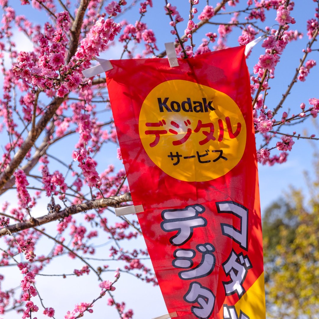 桑惠商号  昭和 日本制 柯达 KODAK 广告纪念旗帜 直式 - 摆饰 - 丝．绢 多色