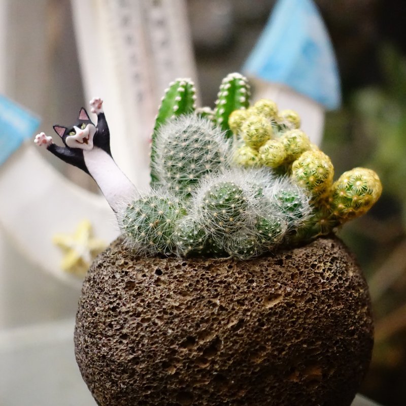陨石星球仙人掌 - 木星 - 植栽/盆栽 - 石头 灰色