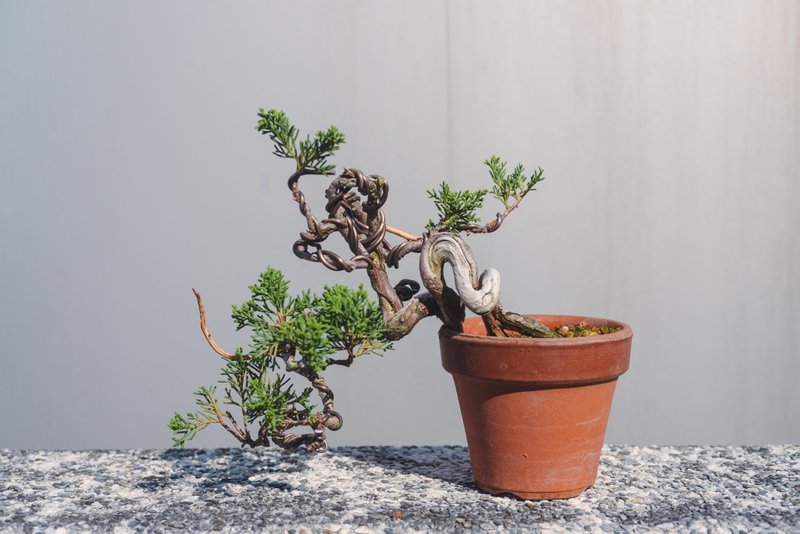 日系盆栽品种 系鱼川真柏舍利变化多 细鱼川造型盆栽 - 植栽/盆栽 - 植物．花 绿色