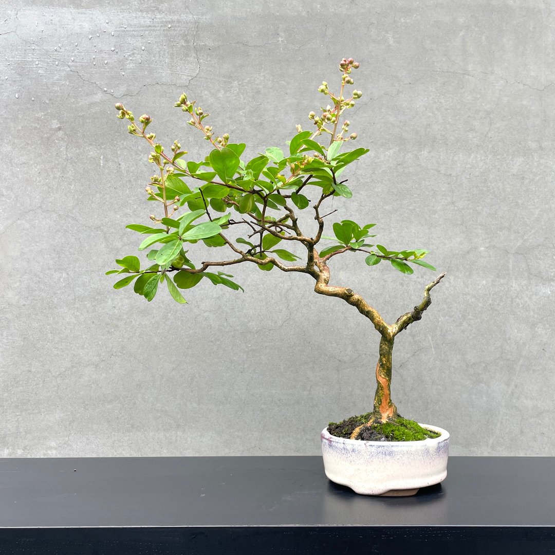 小品盆栽-紫薇  盆景 送礼 - 植栽/盆栽 - 植物．花 