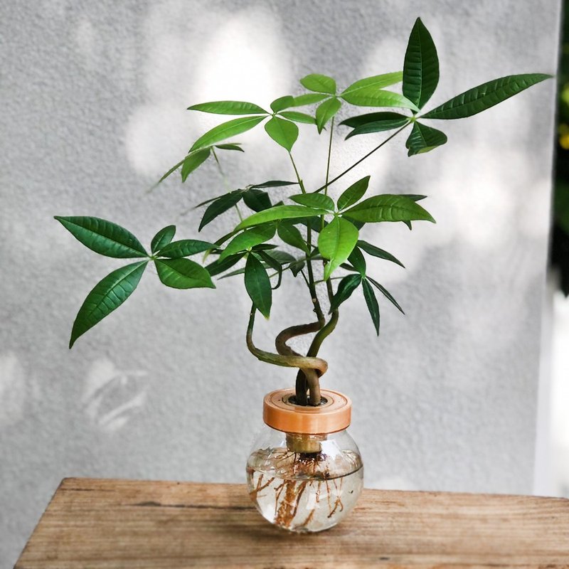 水耕马拉巴栗 发财树 | 居家办公好伙伴 WFH - 植栽/盆栽 - 植物．花 绿色
