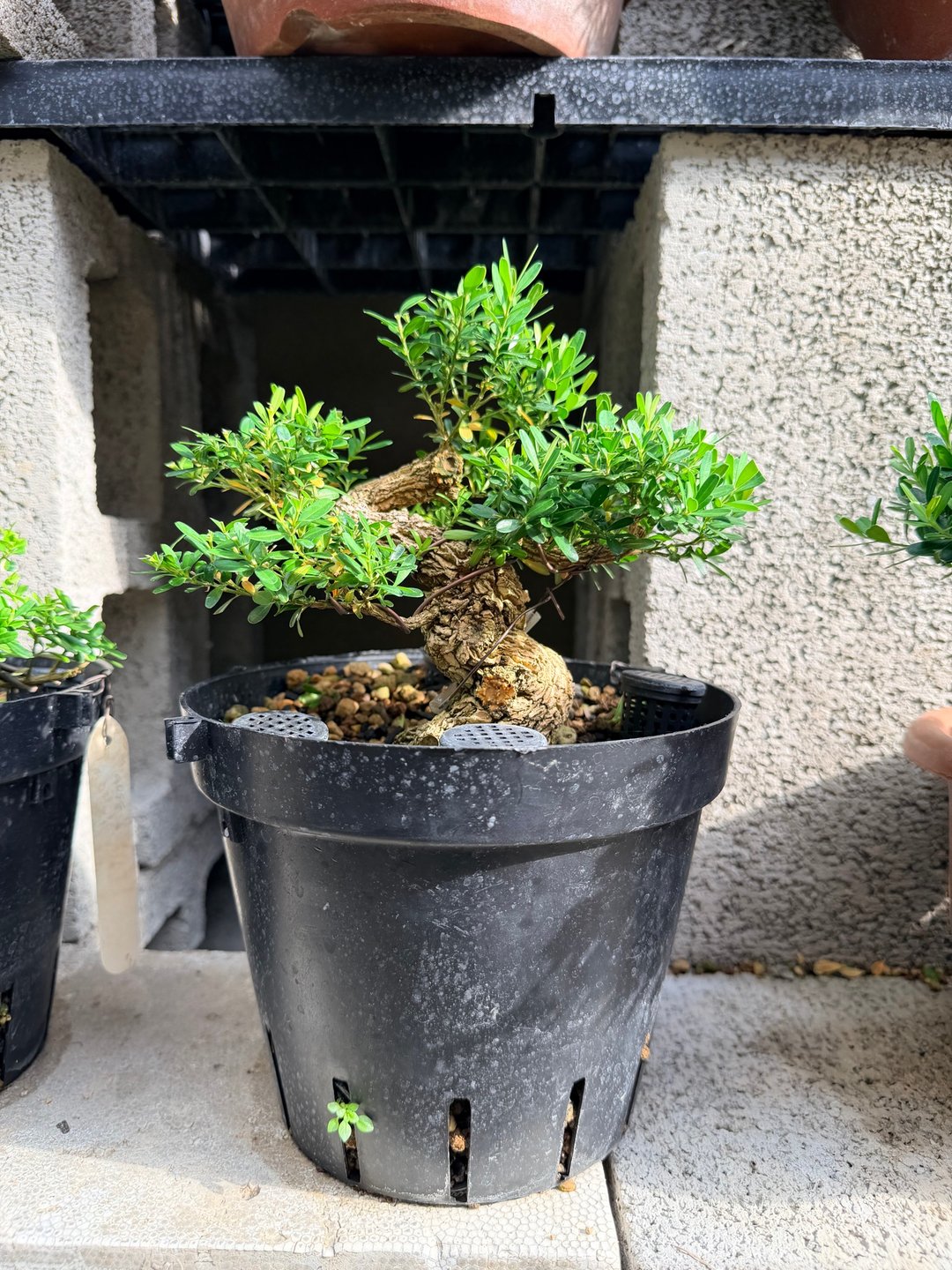 雅致盆栽首选・小品盆栽・雀舌黄杨 - 植栽/盆栽 - 植物．花 