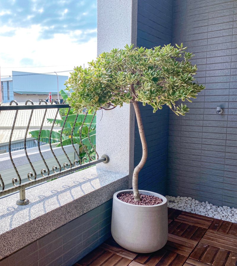 【阳台大型植栽】桐斑桐学 • 斑叶海桐 | 清水模瓮盆 - 植栽/盆栽 - 植物．花 