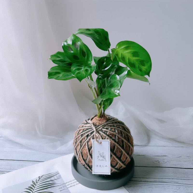 小苔球 豹纹竹芋 植栽 - 植栽/盆栽 - 植物．花 