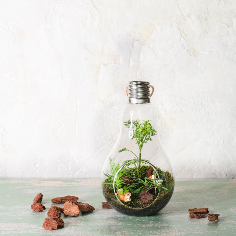 【一人成班】微景观苔藓生态灯泡球 - 植栽 - 植物．花 