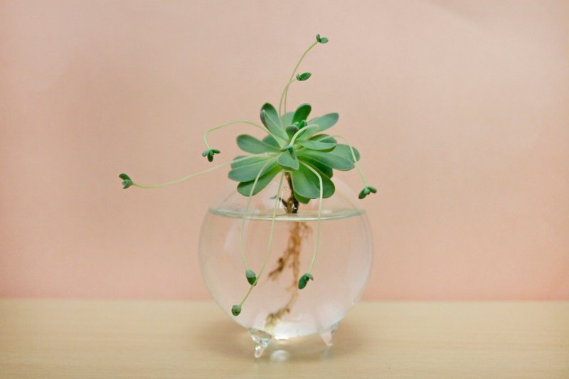 水耕多肉-三脚圆   玻璃 - 植栽/盆栽 - 玻璃 透明