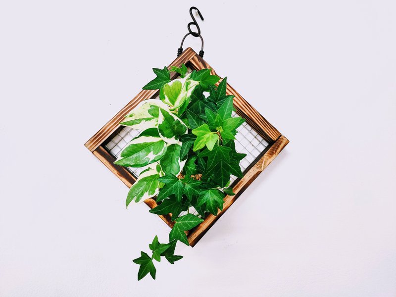 组合绿植苔球│板植│室内植物│窗边植物│观叶植物 - 植栽/盆栽 - 植物．花 绿色