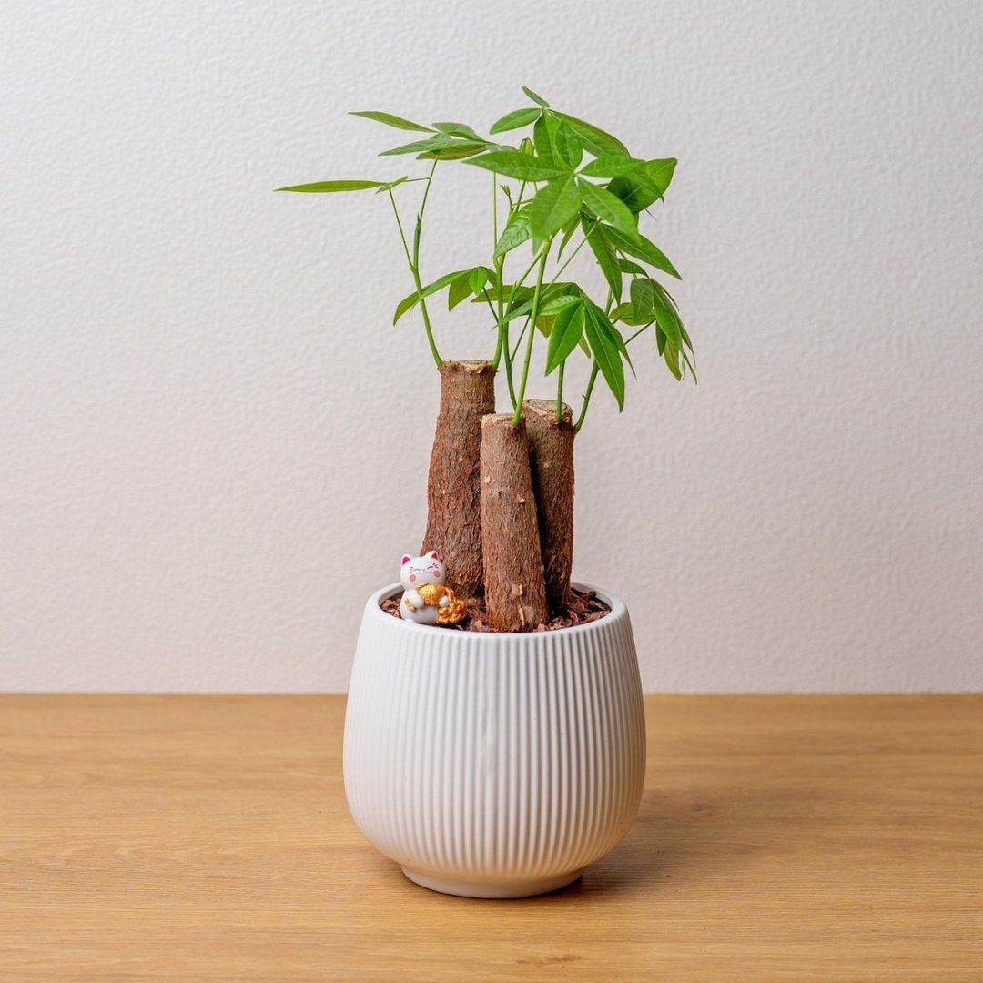 马拉巴栗 线条圆陶盆白色 桌上型盆栽 开幕送礼 乔迁礼物 植栽 - 植栽/盆栽 - 植物．花 白色
