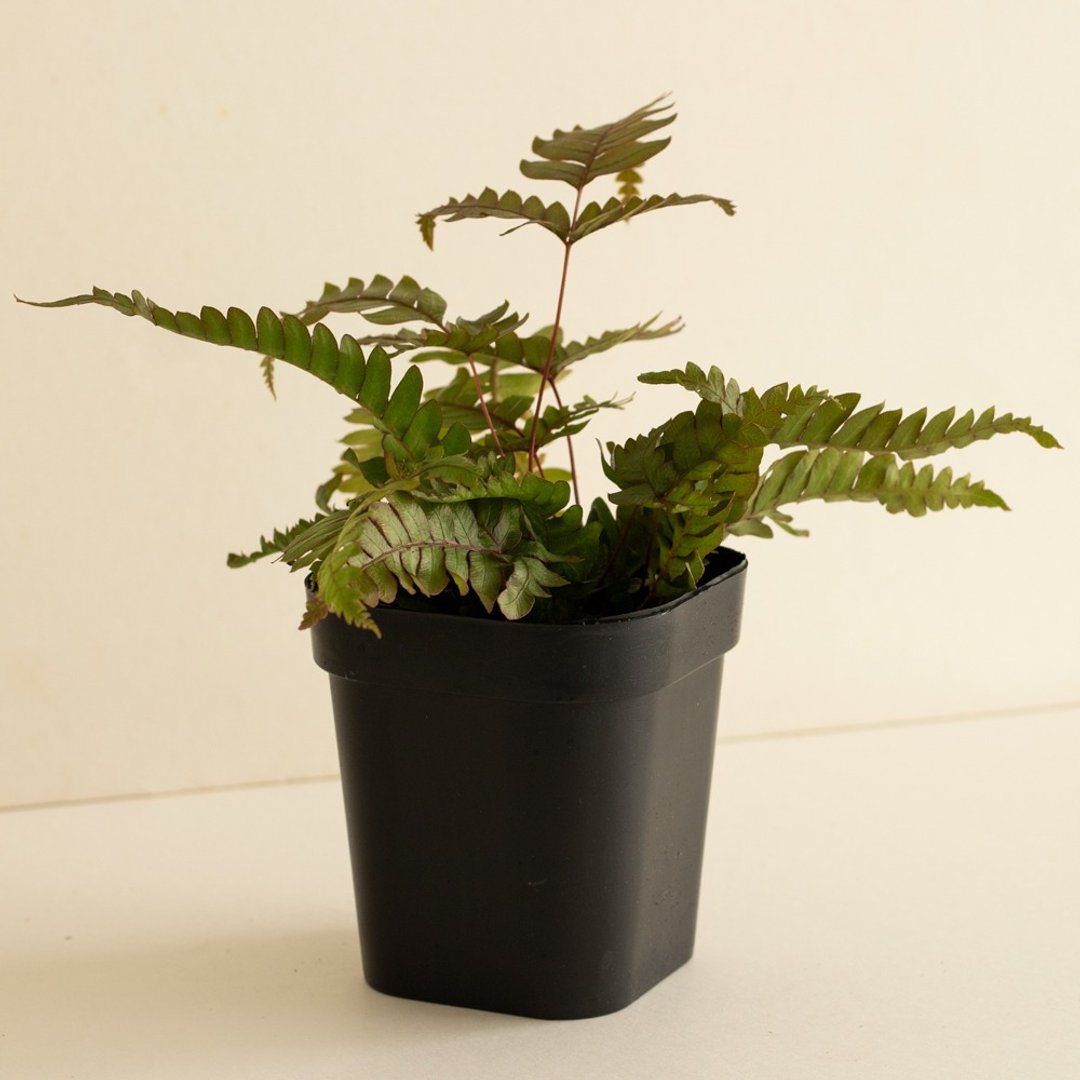 |限量| 红凤尾蕨 - 植栽/盆栽 - 植物．花 
