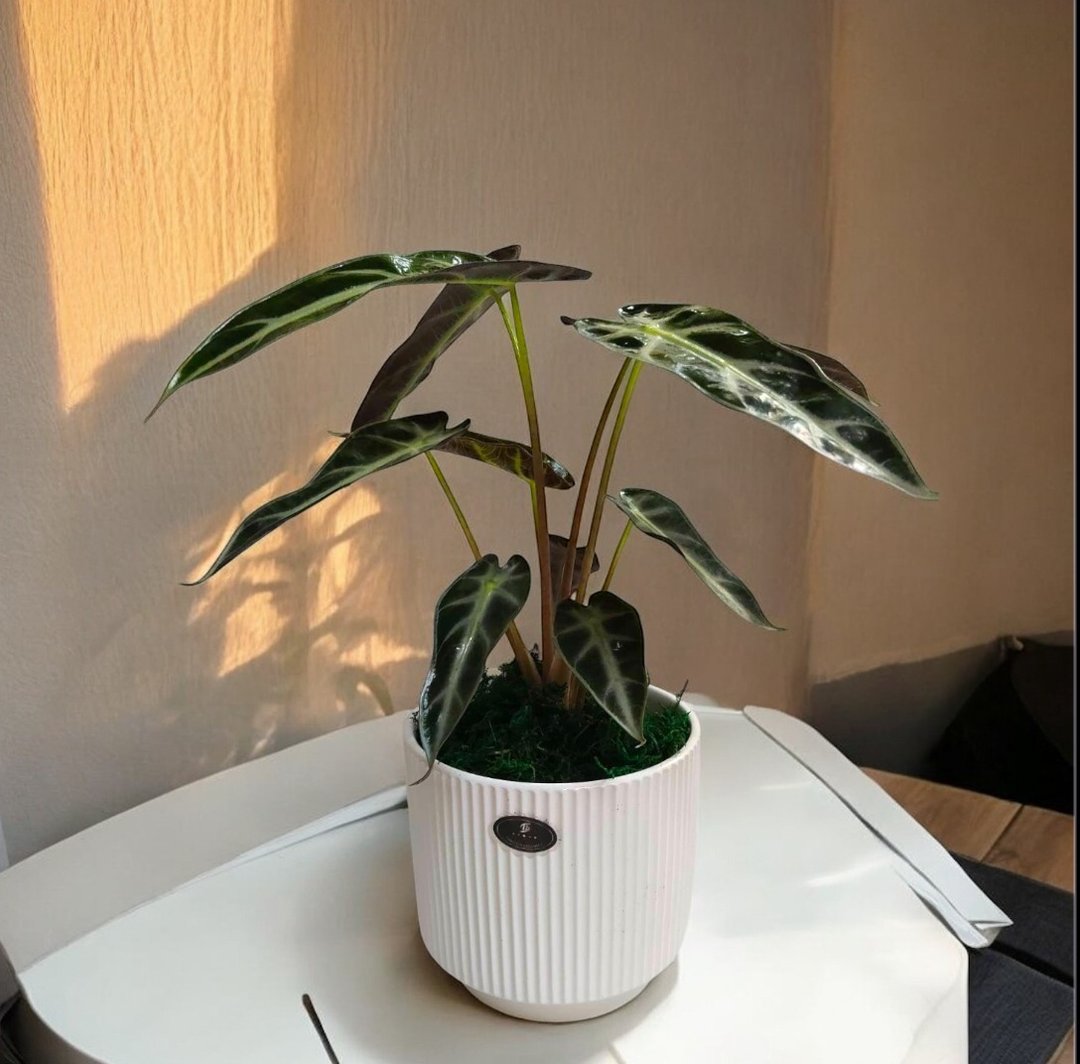 【简约质感】观音莲桌上型盆栽 送礼自用摆设 - 植栽/盆栽 - 陶 