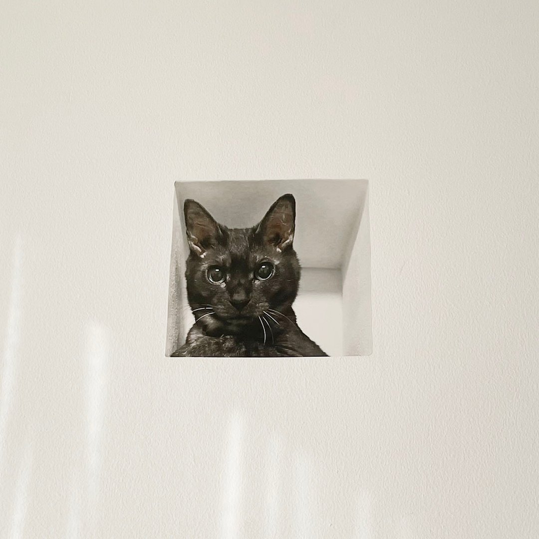 Mousou Mapping Sticker/ Cat from the wall (Black Cat) - 墙贴/壁贴 - 纸 黑色