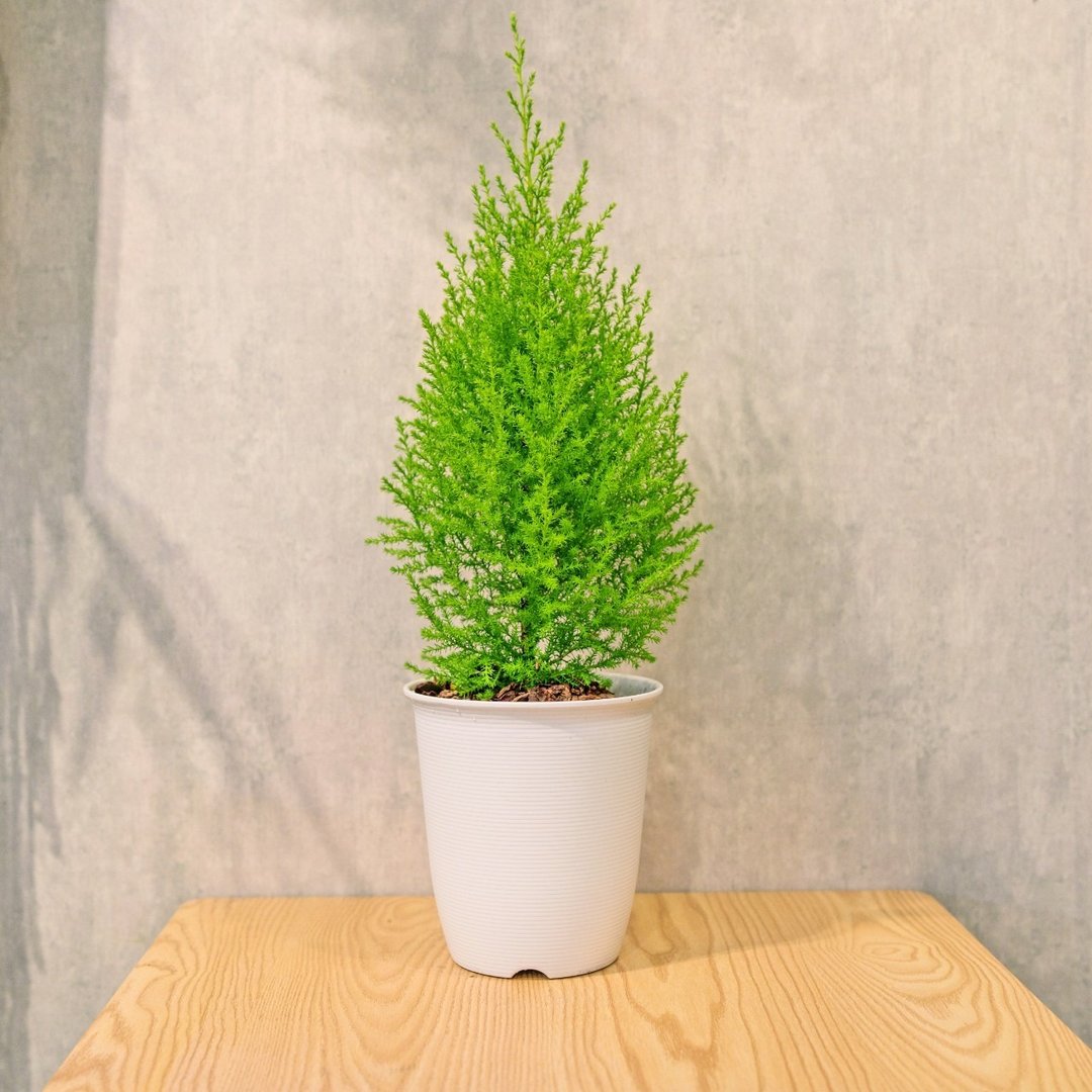 香冠柏 日式塑陶盆 室内植物 观叶植物 礼物 盆栽 办公室小物 - 植栽/盆栽 - 植物．花 