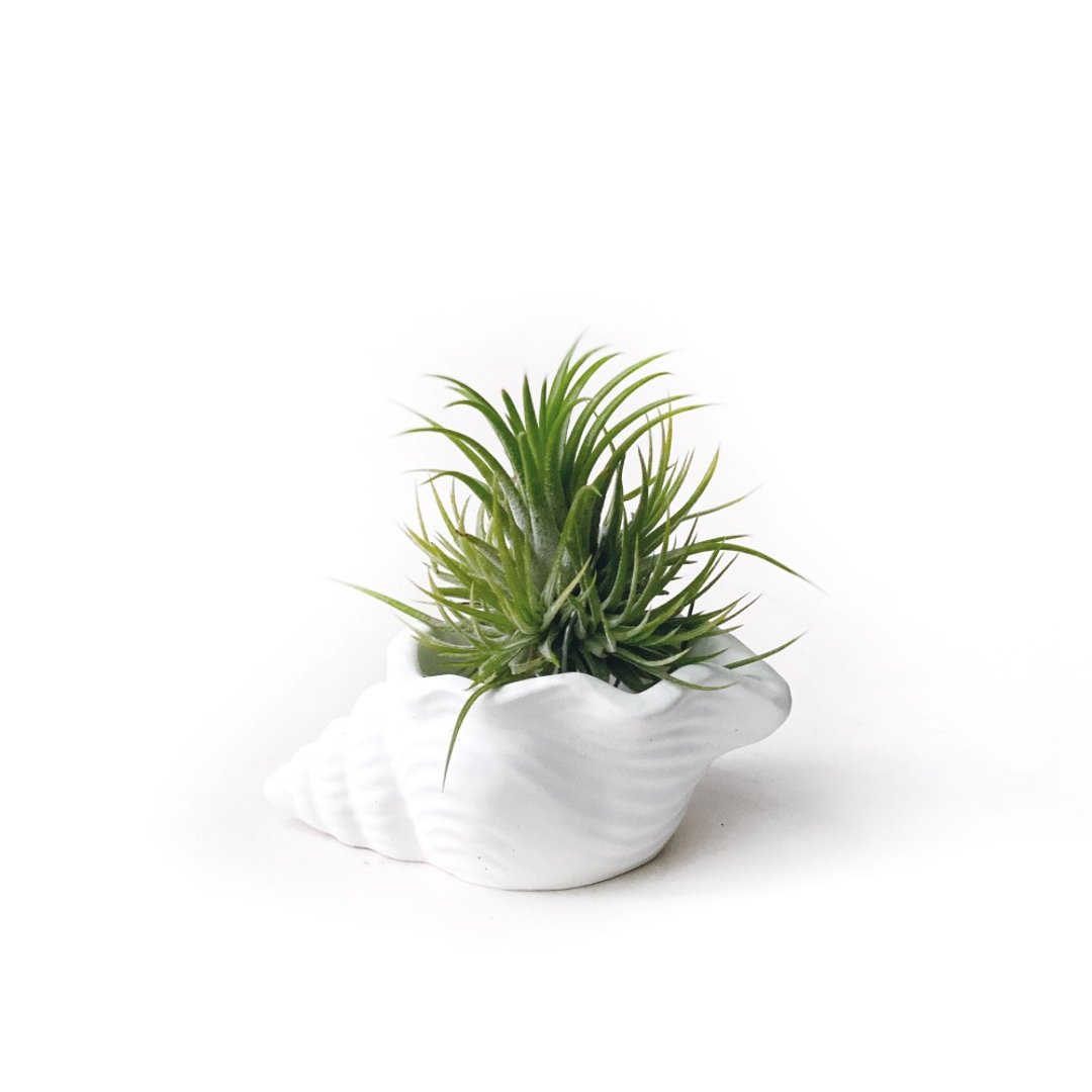 群生Plastic小精灵 空气凤梨 搭配贝壳纯白水泥盆器 - 植栽/盆栽 - 植物．花 白色