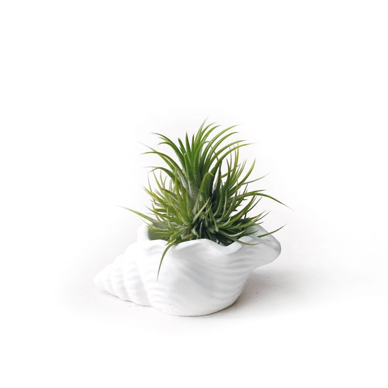 群生Plastic小精灵 空气凤梨 搭配贝壳纯白水泥盆器 - 植栽/盆栽 - 植物．花 白色