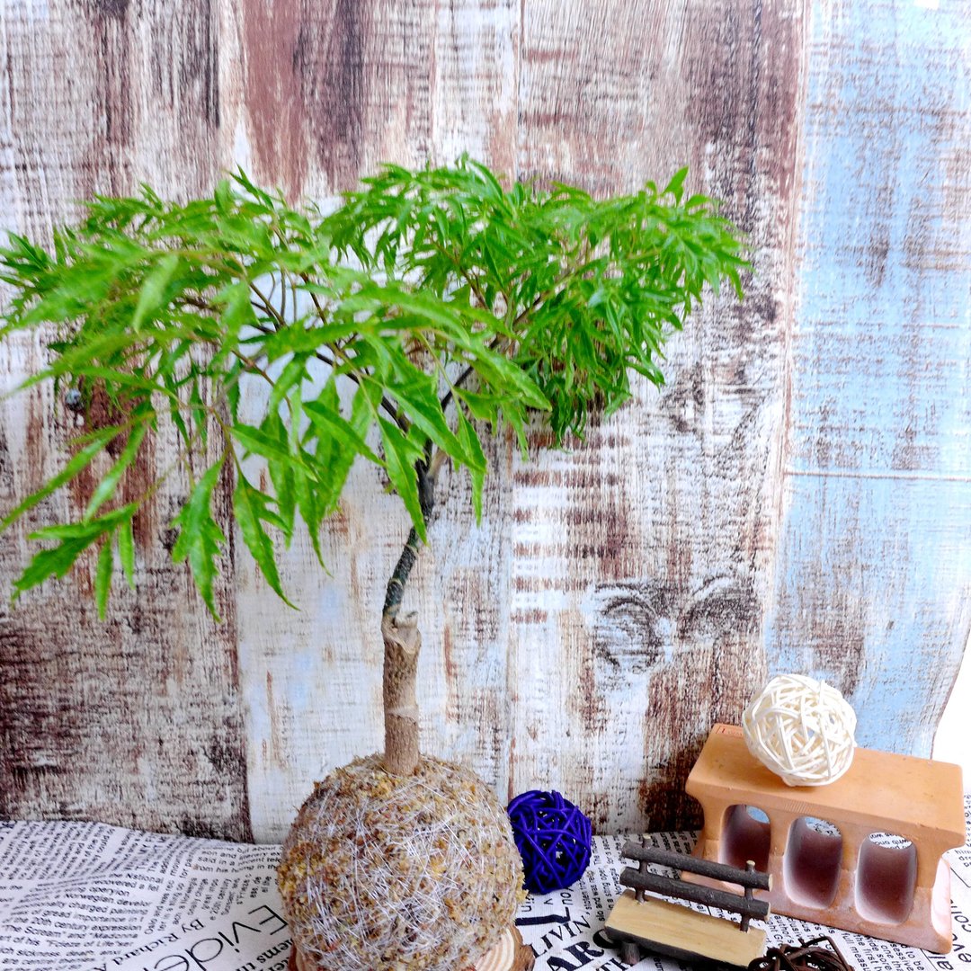 芊艹手作/ 小树系列苔球 - 羽叶福禄桐 - 植栽/盆栽 - 植物．花 绿色