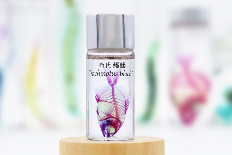 透明生物标本 - 布氏鲳鰺 Trachinotus blochii - 摆饰 - 玻璃 