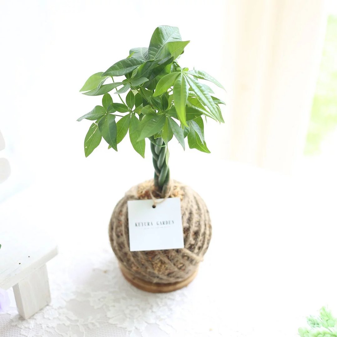 PD22 马拉巴栗小苔球 / 室内植物 发财树 - 植栽/盆栽 - 植物．花 