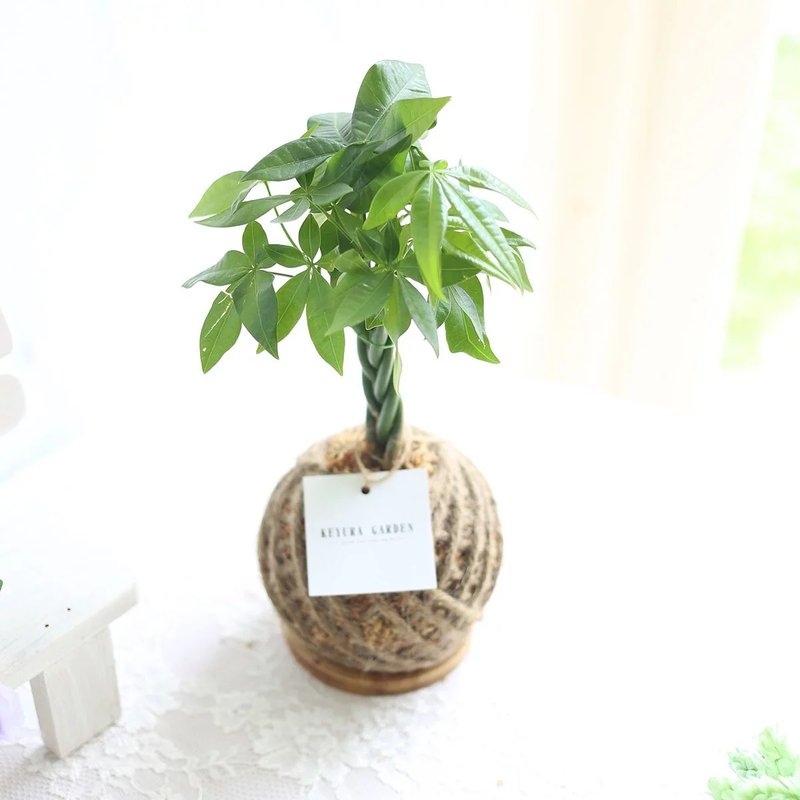 PD22马拉巴栗小苔球 / 室内植物 发财树 - 植栽/盆栽 - 植物．花 