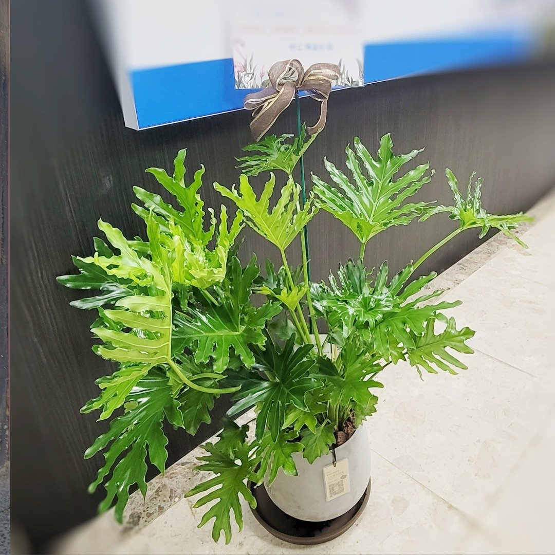 大天使蔓绿榕 室内观赏植物绿化盆栽植栽 - 植栽/盆栽 - 植物．花 
