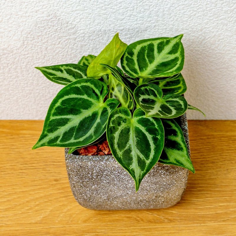 铜锣烧水晶花烛 方弧水泥盆器 桌上型盆栽 开幕送礼 乔迁礼物 - 植栽/盆栽 - 植物．花 灰色