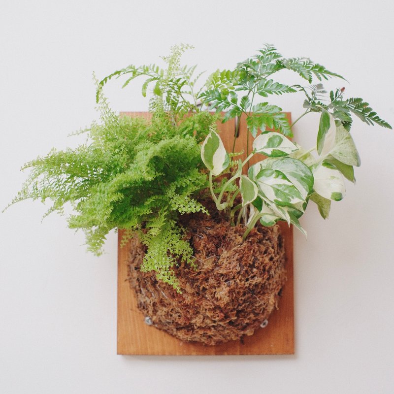 上板植物/兔脚蕨/蕾丝蕨/白泉黄金葛/ - 植栽/盆栽 - 植物．花 