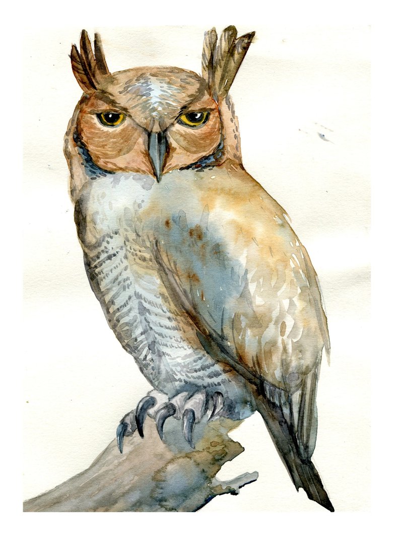 Wall Art Painting Original Watercolor Owly Painting Wildlife - 插画/绘画/写字 - 纸 咖啡色